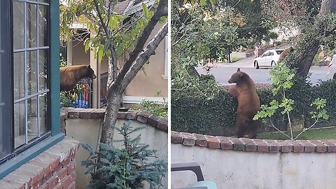 Bears Caught Trying To Make Their Den In Neighborhood Basement