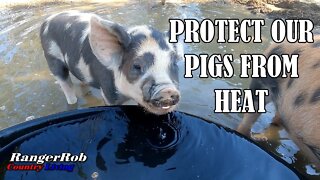 Protect Our Pigs From Extreme Heat