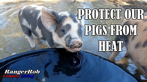 Protect Our Pigs From Extreme Heat