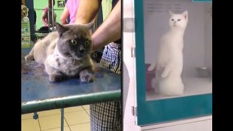 Cat at the Reception at the Veterinarian