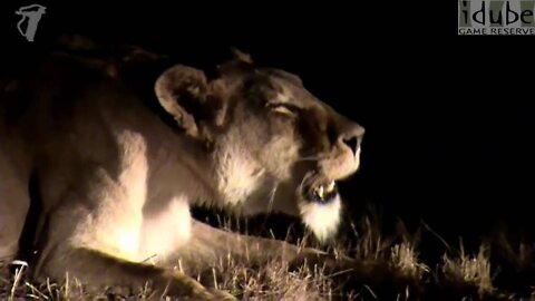 Lioness Roaring At Night (HD)