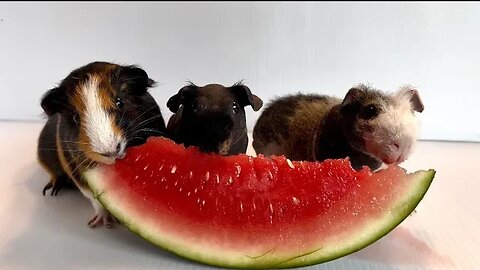 Skinny and Guinea Pigs Eating Watermelon