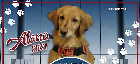 Security dog at McCarran wins TSA's 2021 Cutest Canine Contest