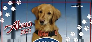 Security dog at McCarran wins TSA's 2021 Cutest Canine Contest