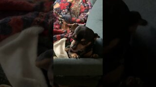 Tucker the Chihuahua and his reverse cough