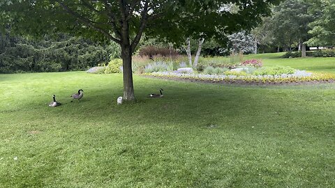 Canada Geese gathering