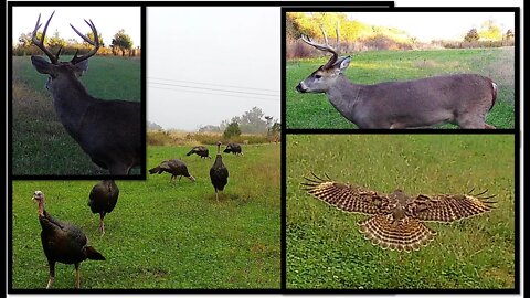 Trail cam time lapse during prime November rut on one of my Best food plots-Southern Illinois farm!