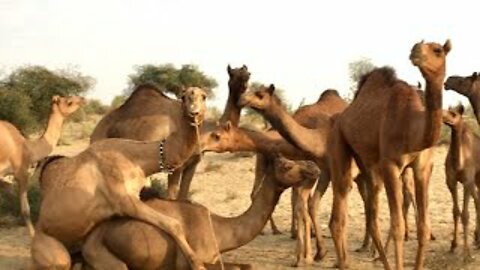 Camel Ride for Babies | Camel Ride for Kids | Camel Video