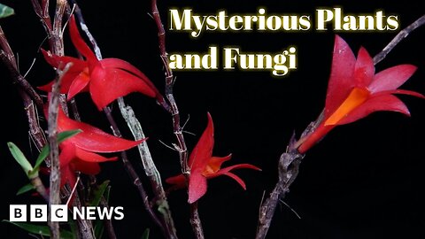 Mysterious plants and fungi named new to science BBC News