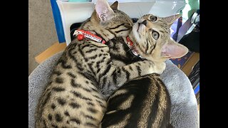 Bengal cats from birth to 12 months old