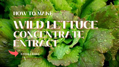 Opium Lettuce or Wild Lettuce Concentrate Extract (for pain & sleep)