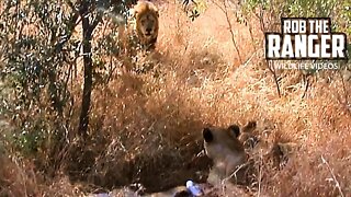 Lion Takes A Meal From Lioness | Archive Mapogo Lion Footage