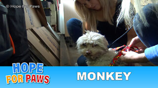 Hope For Paws' first Monkey rescue with a special guest star.