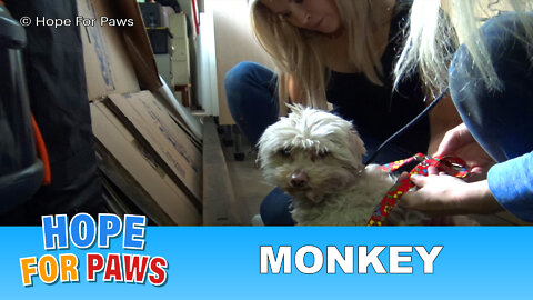 Hope For Paws' first Monkey rescue with a special guest star.