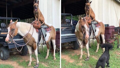 Malinois Dog Sits On Top Of Gentle Horse Friend