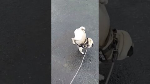 I bet you may not have seen a dog peeing like this 🤣