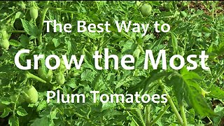 How to Grow "Pygmy Romas" AKA "Plum Tomatoes