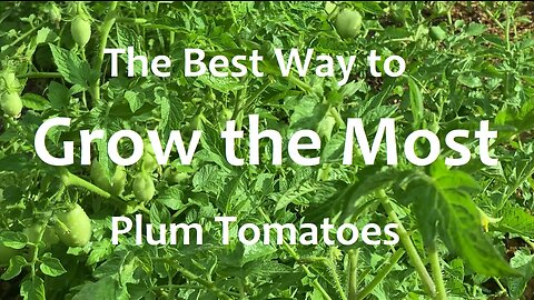 How to Grow "Pygmy Romas" AKA "Plum Tomatoes