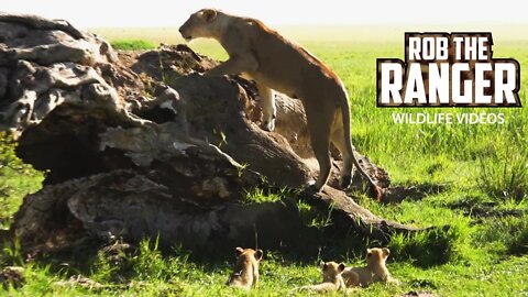 Marsh Pride Lioness | Kito And Cubs | Lions Of The Mara | Zebra Plains