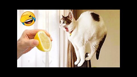 New Funny Videos 2023 😍 Cutest Cats and Dogs 🐱🐶 | part 7 |