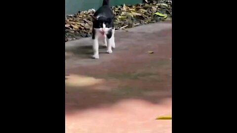 The sparrows disturbed the cat😂 trending video