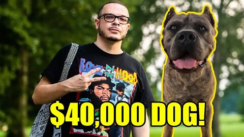 Shaun King BUSTED buying $40,000 dog with PAC money! Claims he needed dog to fight White Supremacy!