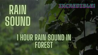 RELAXING RAIN IN THE FOREST