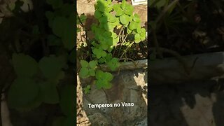 Temperos em Vasos e Jardineiras no Quintal.