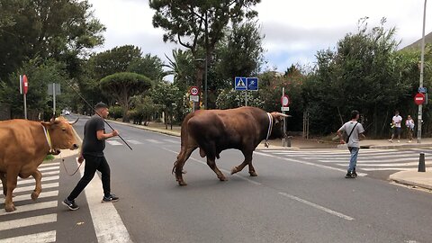 Oxen Crossing Road