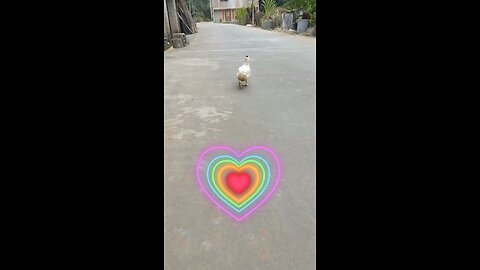 Duck dance video