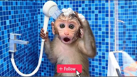 Monkey Baby Bon Bon oes to the toilet and plays with Ducklings in the swimming pool