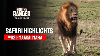Safari Highlights #621: 26 & 27 August 2021 | Maasai Mara/Zebra Plains | Latest Wildlife Sightings