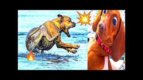 Funny Cats & Dogs Videos / Funniest Animal Videos 2023 / Funniest Animal