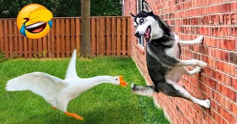 Wildly Hilarious: Unleashing the Funniest Animal Antics Ever!