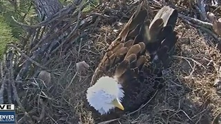 Eagle cam rooster noise