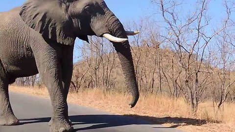 Elephant speaking loud & clear in Kruger Park,