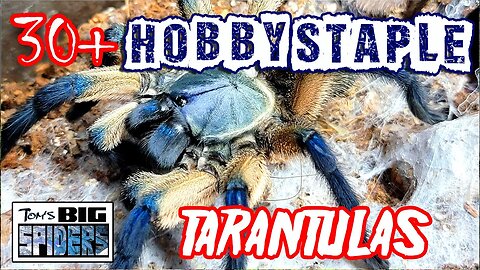 30 + Hobby Staple Tarantulas - Species Everyone Should Keep at Some Point