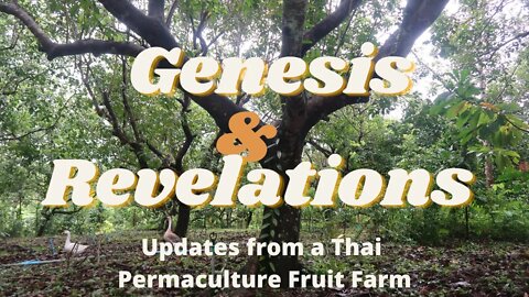 Genesis and Revelations - Updates from a Thai Permaculture Fruit Farm - July 2022