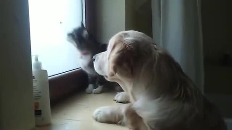 Puppy and kitten use teamwork to catch a moth