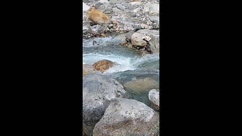 Maldevta Dehradun | The Sound of River | Epic Travel Stories #Dehradun #Maldevta #rumble #viral