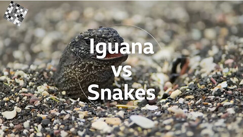 Best Animal Fights: Iguana vs Snake | Part 1