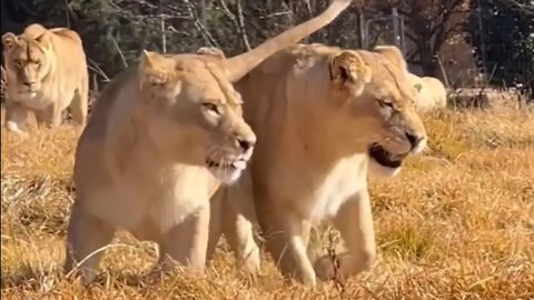 World's most dangerous lions - বিশ্বের সবচেয়ে বিপজ্জনক সিংহ