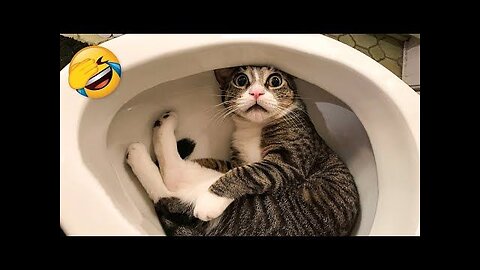 Animals Funny Video