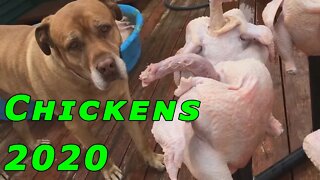 2020 Free Range Huge Chickens