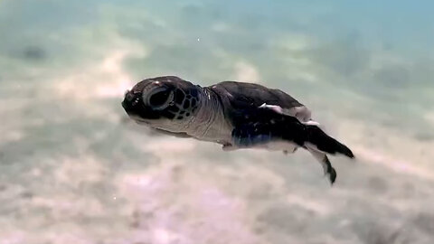 "Majestic Underwater Journey: Turtle's Splendid Swim"#animal#turtle#fun