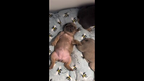 No work just sleep #cutefrenchie #frenchielover #frenchie #cutepuppy #puppylove #cutepet