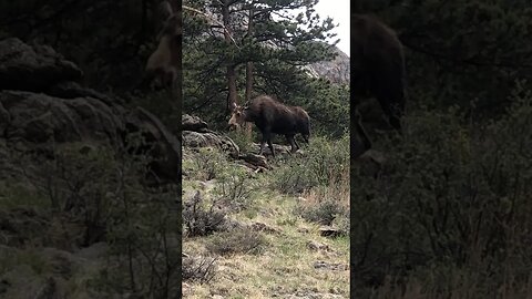 Cow Moose | Rocky Mountain National Park #shorts #short