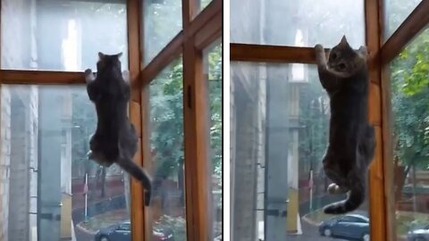 Adorable Cat Hangs From Window Frame
