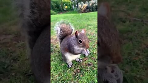 姿勢のよいリス#Squirrel with good posture #shorts