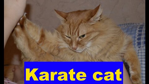 Instructor for advanced yoga. Karate cat. Funny Animal Videos.